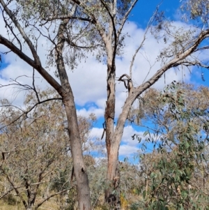 Eucalyptus dives at Fadden, ACT - 16 Aug 2023