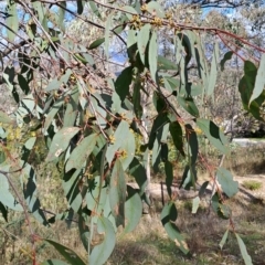 Eucalyptus dives at Fadden, ACT - 16 Aug 2023 12:53 PM