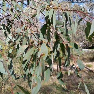 Eucalyptus dives at Fadden, ACT - 16 Aug 2023