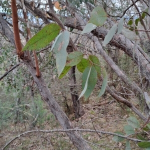 Eucalyptus dives at Fadden, ACT - 16 Aug 2023 12:40 PM