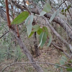 Eucalyptus dives (Broad-leaved Peppermint) at Fadden, ACT - 16 Aug 2023 by LPadg