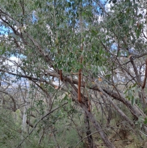 Eucalyptus dives at Fadden, ACT - 16 Aug 2023