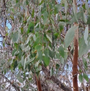 Eucalyptus dives at Fadden, ACT - 16 Aug 2023