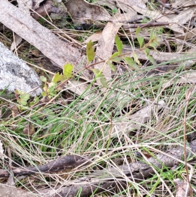 Veronica plebeia (Trailing Speedwell, Creeping Speedwell) at Wanniassa Hill - 16 Aug 2023 by LPadg