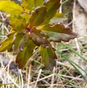 Veronica plebeia at Fadden, ACT - 16 Aug 2023 12:36 PM