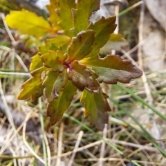 Veronica plebeia at Fadden, ACT - 16 Aug 2023 12:36 PM