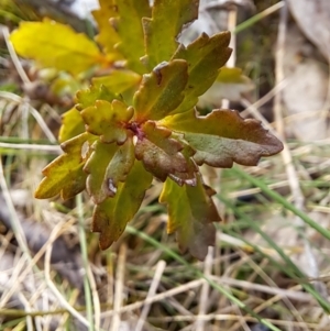 Veronica plebeia at Fadden, ACT - 16 Aug 2023