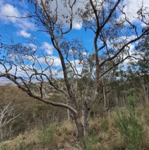 Eucalyptus nortonii at Fadden, ACT - 16 Aug 2023