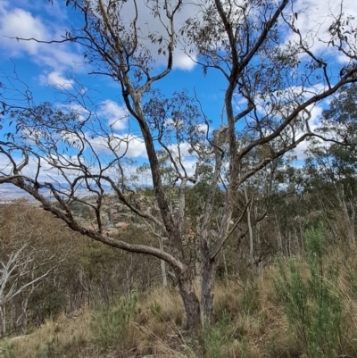 Eucalyptus nortonii (Mealy Bundy) at Fadden, ACT - 16 Aug 2023 by LPadg
