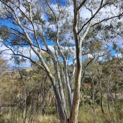 Eucalyptus rossii (Inland Scribbly Gum) at Fadden, ACT - 16 Aug 2023 by LPadg
