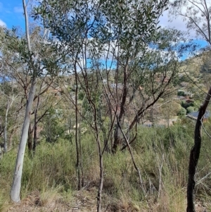 Acacia penninervis var. penninervis at Fadden, ACT - 16 Aug 2023 12:05 PM