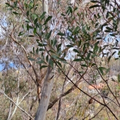 Acacia penninervis var. penninervis at Fadden, ACT - 16 Aug 2023 12:05 PM