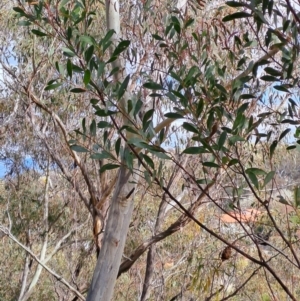 Acacia penninervis var. penninervis at Fadden, ACT - 16 Aug 2023 12:05 PM