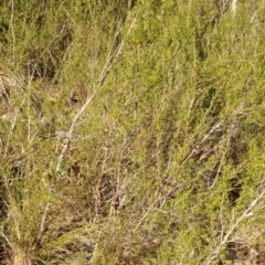 Kunzea ericoides (Burgan) at Wanniassa Hill - 16 Aug 2023 by LPadg