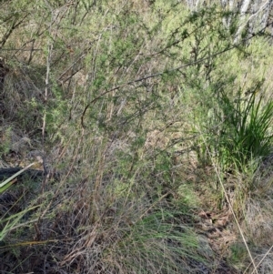 Leptospermum continentale at Fadden, ACT - 16 Aug 2023