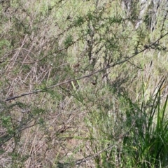 Leptospermum continentale at Fadden, ACT - 16 Aug 2023 12:59 PM