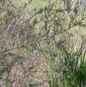 Leptospermum continentale at Fadden, ACT - 16 Aug 2023 12:59 PM