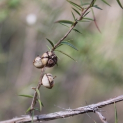 Leptospermum continentale at Fadden, ACT - 16 Aug 2023 12:59 PM