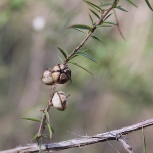 Leptospermum continentale at Fadden, ACT - 16 Aug 2023