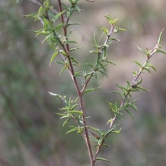 Leptospermum continentale at Fadden, ACT - 16 Aug 2023 12:59 PM