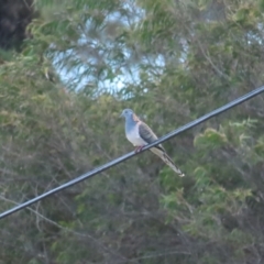 Geopelia humeralis (Bar-shouldered Dove) at Broulee Moruya Nature Observation Area - 16 Aug 2023 by BenW
