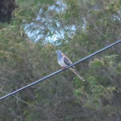 Geopelia humeralis (Bar-shouldered Dove) at Broulee Moruya Nature Observation Area - 16 Aug 2023 by BenW