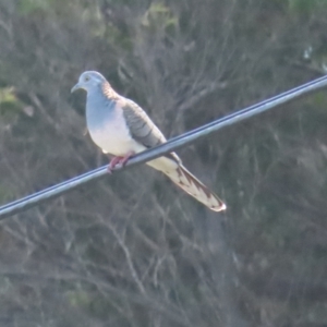 Geopelia humeralis at Broulee, NSW - 16 Aug 2023