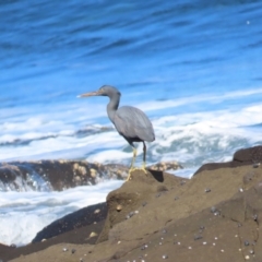 Egretta sacra (Eastern Reef Egret) at Broulee, NSW - 16 Aug 2023 by BenW