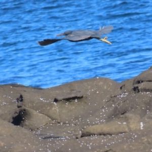 Egretta sacra at Broulee, NSW - 16 Aug 2023 01:03 PM