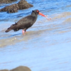 Haematopus fuliginosus (Sooty Oystercatcher) at Broulee Moruya Nature Observation Area - 16 Aug 2023 by BenW