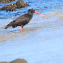 Haematopus fuliginosus (Sooty Oystercatcher) at Broulee, NSW - 16 Aug 2023 by TomW