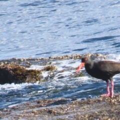 Haematopus fuliginosus at Broulee, NSW - suppressed