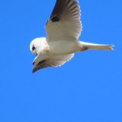 Elanus axillaris (Black-shouldered Kite) at Broulee, NSW - 16 Aug 2023 by BenW