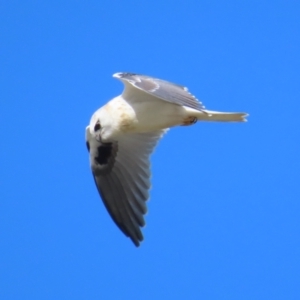 Elanus axillaris at Broulee, NSW - 16 Aug 2023