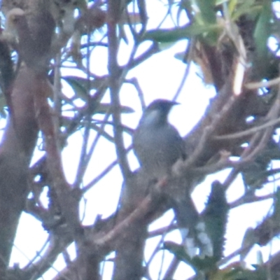 Anthochaera chrysoptera (Little Wattlebird) at Tomakin, NSW - 16 Aug 2023 by BenW
