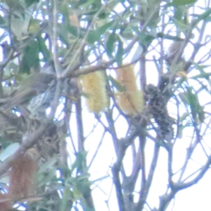 Anthochaera chrysoptera at Tomakin, NSW - 16 Aug 2023