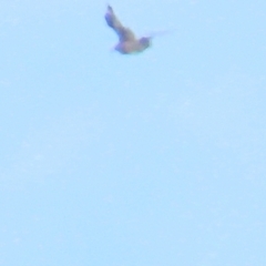 Stercorarius antarcticus (Brown Skua) at Batemans Marine Park - 16 Aug 2023 by TomW