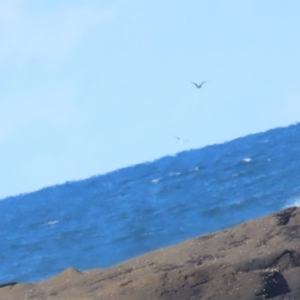 Stercorarius antarcticus at Broulee, NSW - 16 Aug 2023 01:23 PM