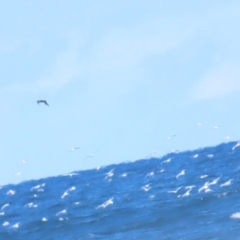 Stercorarius antarcticus at Broulee, NSW - 16 Aug 2023 01:23 PM