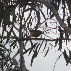 Pardalotus punctatus (Spotted Pardalote) at Fadden, ACT - 16 Aug 2023 by LPadg