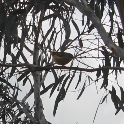 Pardalotus punctatus (Spotted Pardalote) at Wanniassa Hill - 16 Aug 2023 by LPadg