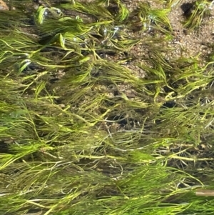 Ranunculus trichophyllus at Rendezvous Creek, ACT - 16 Aug 2023