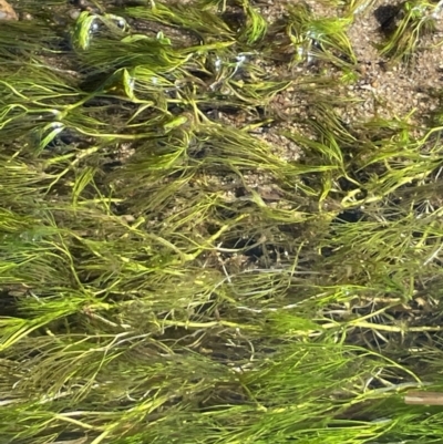 Ranunculus trichophyllus at Rendezvous Creek, ACT - 16 Aug 2023 by JaneR