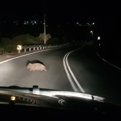 Vombatus ursinus (Bare-nosed Wombat) at Greenleigh, NSW - 15 Aug 2023 by danswell