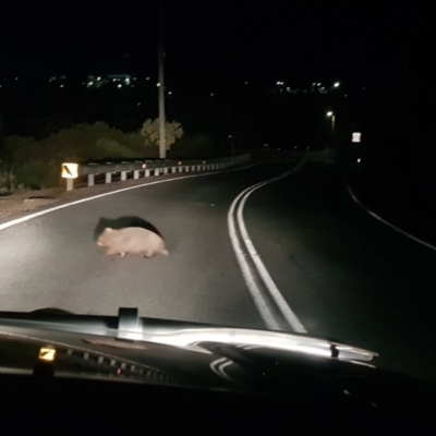 Vombatus ursinus (Bare-nosed Wombat) at Greenleigh, NSW - 15 Aug 2023 by danswell