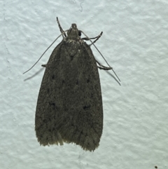 Chezala privatella (A Concealer moth) at QPRC LGA - 14 Aug 2023 by Steve_Bok