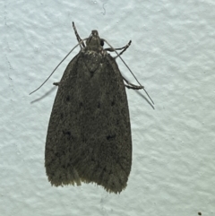 Chezala privatella (A Concealer moth) at Jerrabomberra, NSW - 14 Aug 2023 by Steve_Bok