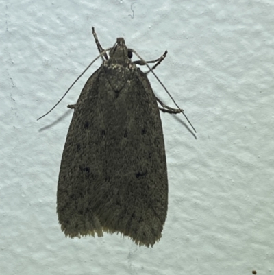 Chezala privatella (A Concealer moth) at QPRC LGA - 14 Aug 2023 by Steve_Bok