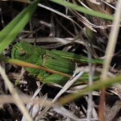 Perala viridis (Spring buzzer) at Top Hut TSR - 17 Dec 2022 by AndyRoo