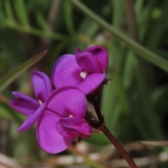 Swainsona sericea (Silky Swainson-Pea) at Top Hut TSR - 17 Dec 2022 by AndyRoo